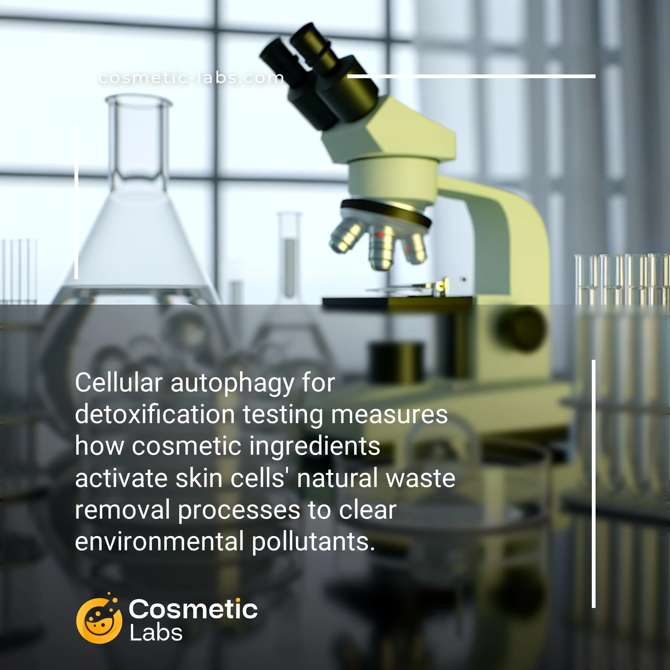 Illustration of Cellular autophagy services. Cellular autophagy for detoxification testing measures how cosmetic ingredients activate skin cells' natural waste removal processes to clear environmental pollutants.