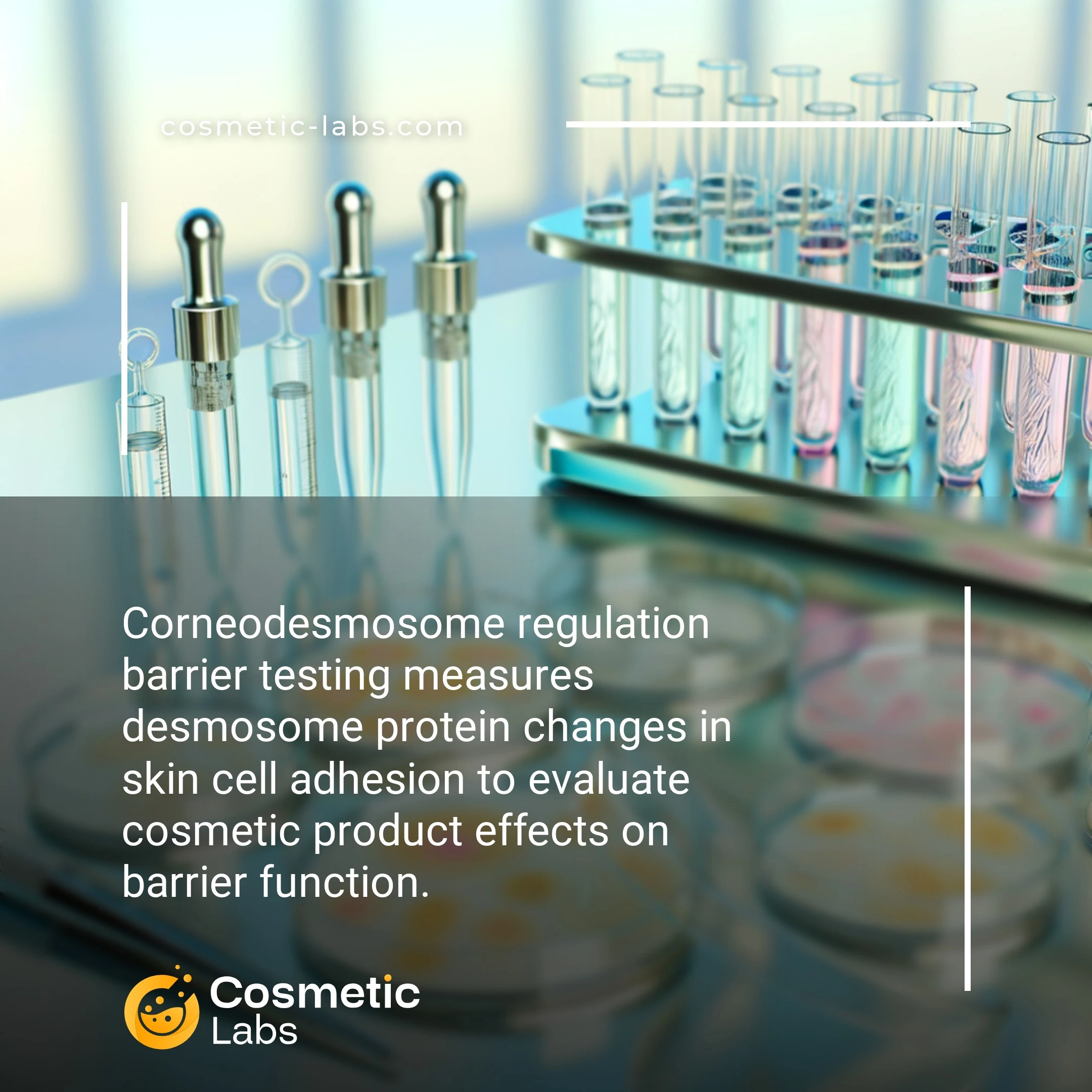 Illustration of Corneodesmosome regulation services. Corneodesmosome regulation barrier testing measures desmosome protein changes in skin cell adhesion to evaluate cosmetic product effects on barrier function.