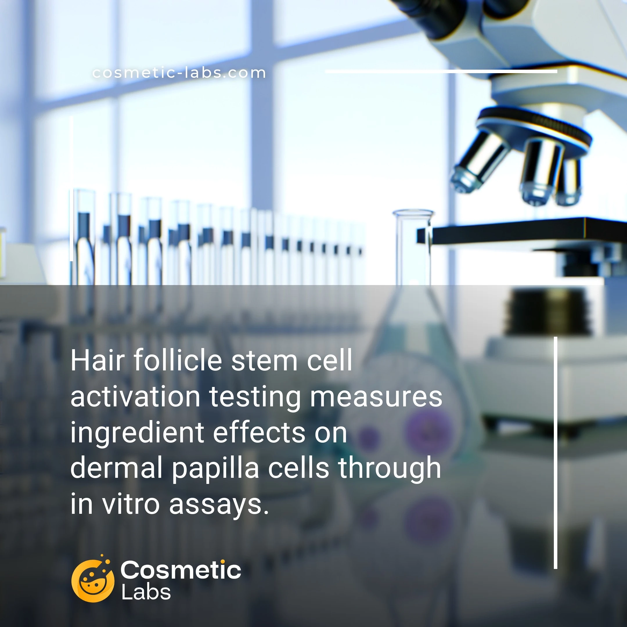 Illustration of Hair follicle stem cell activation testing services. Hair follicle stem cell activation testing measures ingredient effects on dermal papilla cells through in vitro assays.
