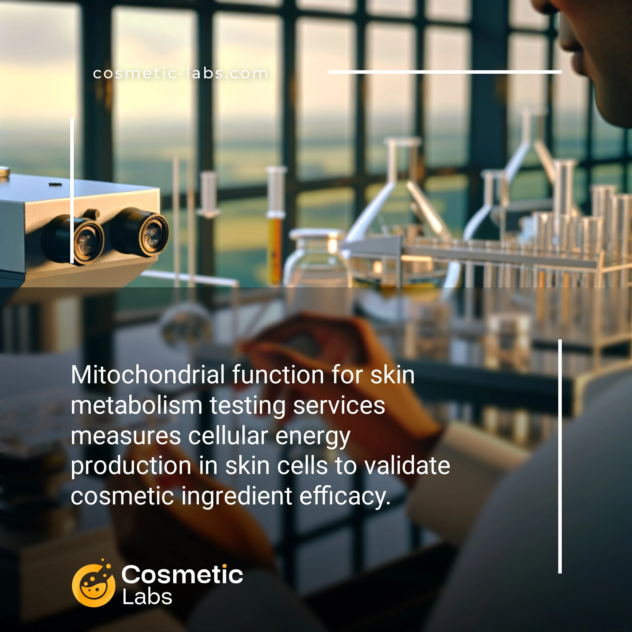 Illustration of Mitochondrial function services. Mitochondrial function for skin metabolism testing services measures cellular energy production in skin cells to validate cosmetic ingredient efficacy.