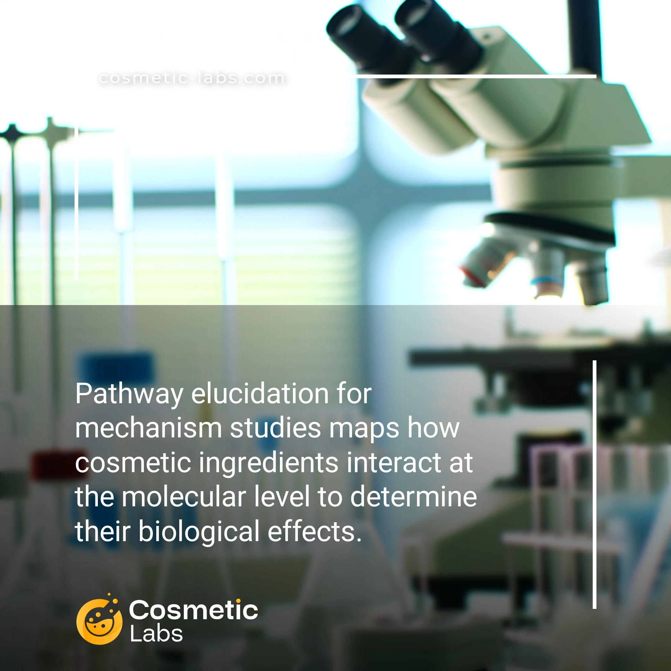 Illustration of Pathway elucidation services. Pathway elucidation for mechanism studies maps how cosmetic ingredients interact at the molecular level to determine their biological effects.