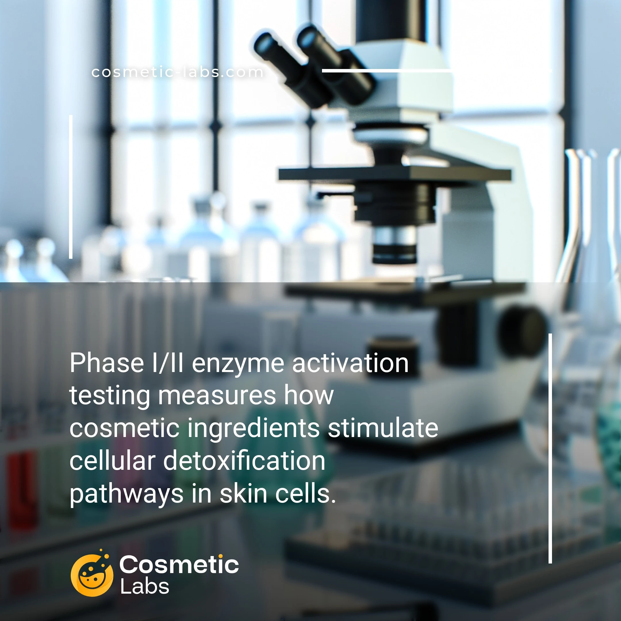 Illustration of Phase I/II enzymes activation services. Phase I/II enzyme activation testing measures how cosmetic ingredients stimulate cellular detoxification pathways in skin cells.
