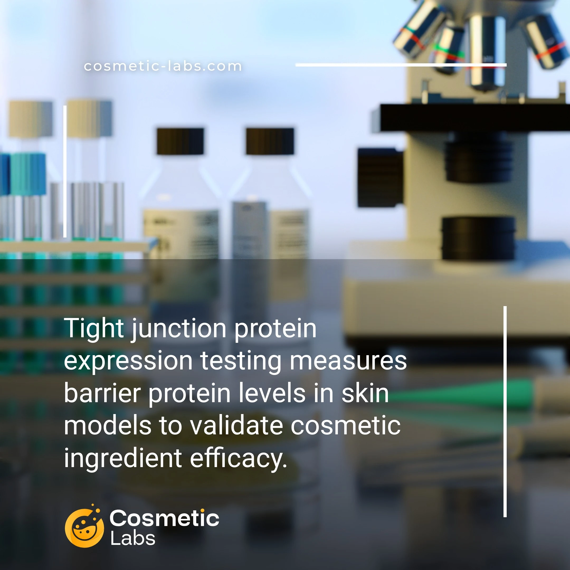 Illustration of Tight junction proteins expression services. Tight junction protein expression testing measures barrier protein levels in skin models to validate cosmetic ingredient efficacy.