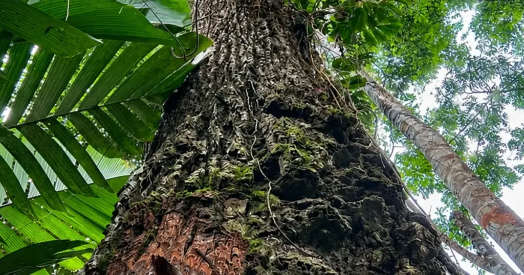 Tropical botanical source for Ephyla natural cosmetic actives